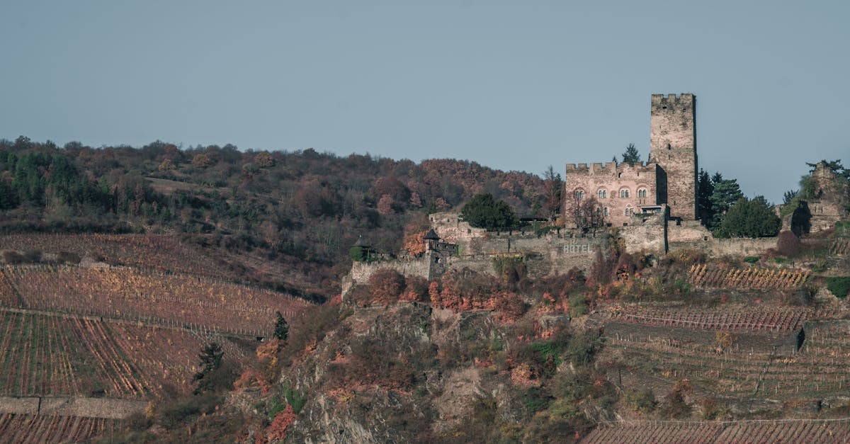 Zoom sur le Lieu de Cérémonie de Rêve : Château ou Vignoble