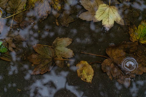 Fallen Maple Leaves on the Ground