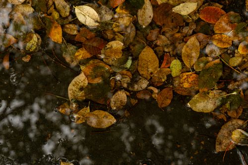Free Colorful autumn leaves floating on a water puddle in Kraków, Poland. Stock Photo