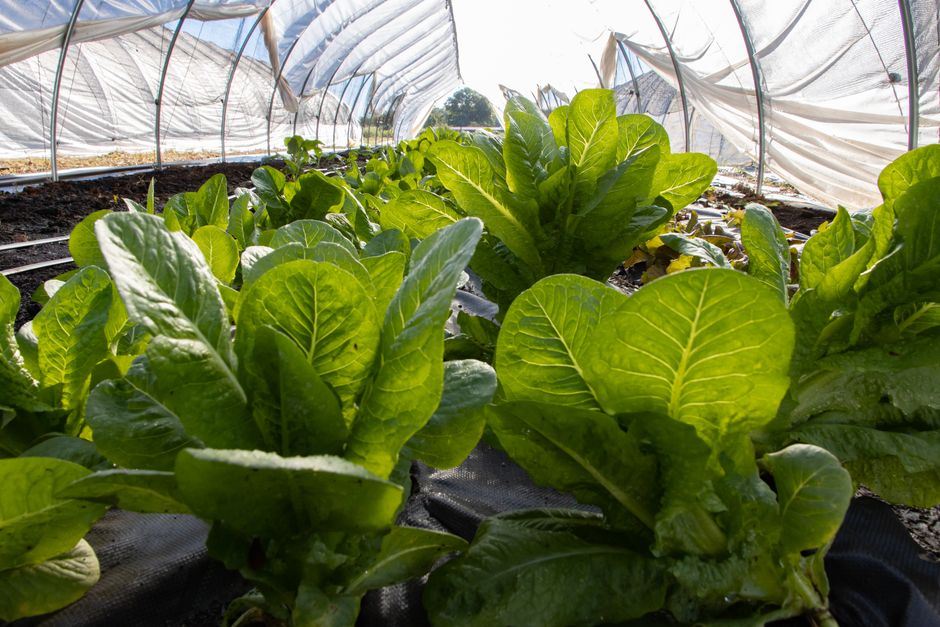 Fresh green lettuce plants thriving under greenhouse protection. Ideal for agriculture and freshness themes.