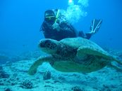 Man in Black Wet Suit and Black Goggles Under Water