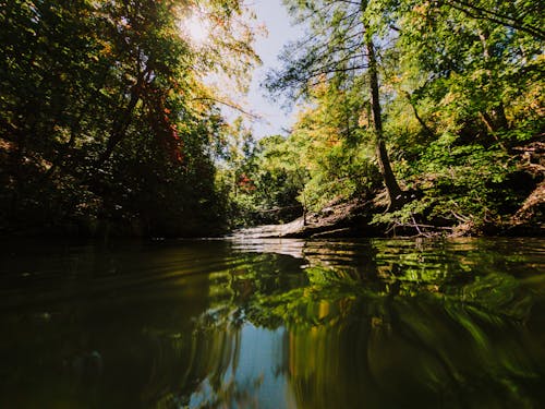 Immagine gratuita di acqua, albero, ambiente