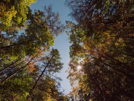 Low angle of tall trees with thin trunks and colorful leaves growing in forest against cloudless blue sky on sunny autumn day