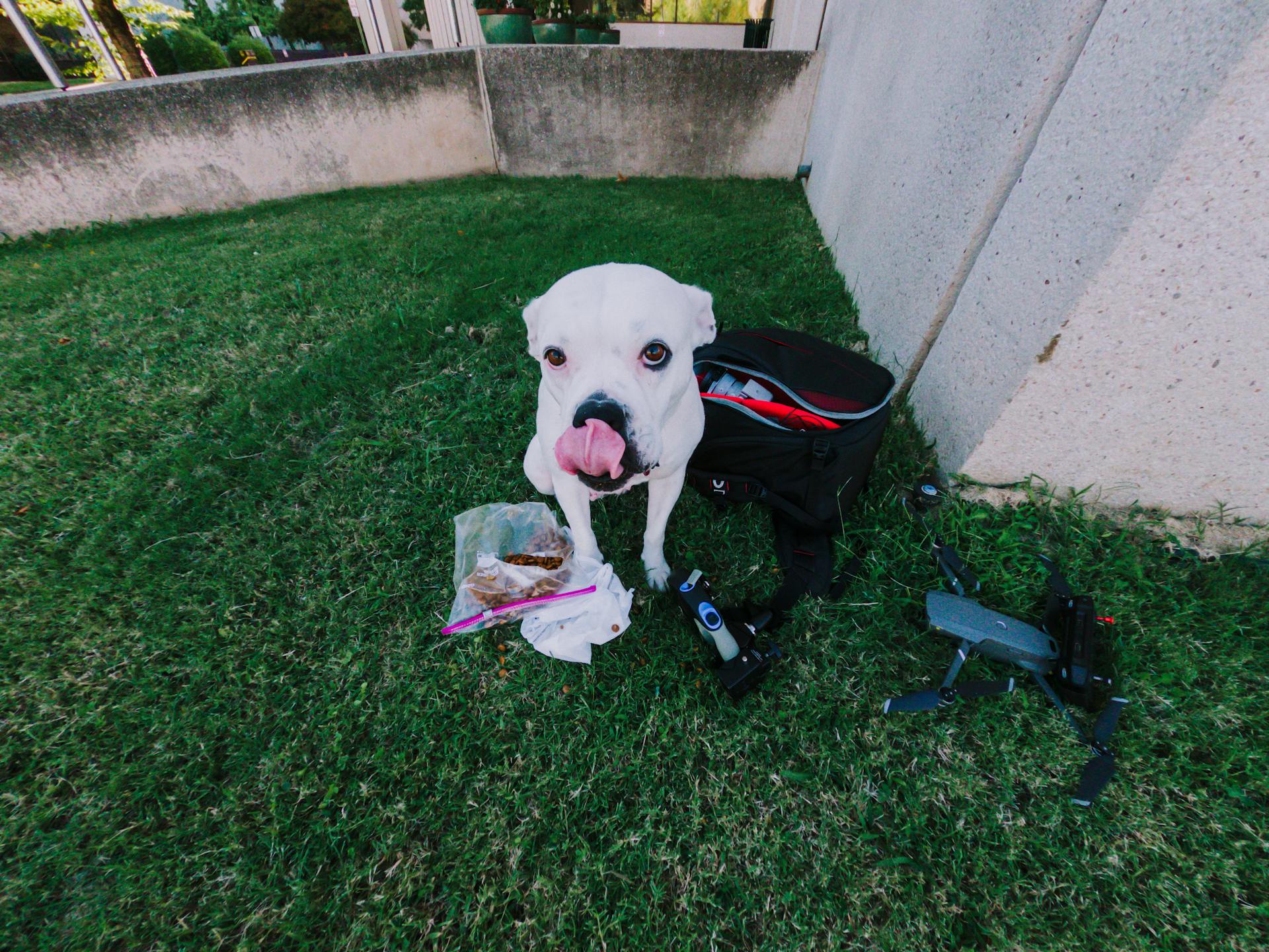 From above of adorable white American Bulldog licking nose with sitting on grassy lawn in park near modern drone