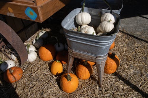 White Pumpkins in Gray Bucket