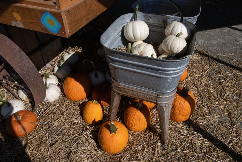 A collection of orange and white pumpkins in a rustic setting with an old metal tub.
