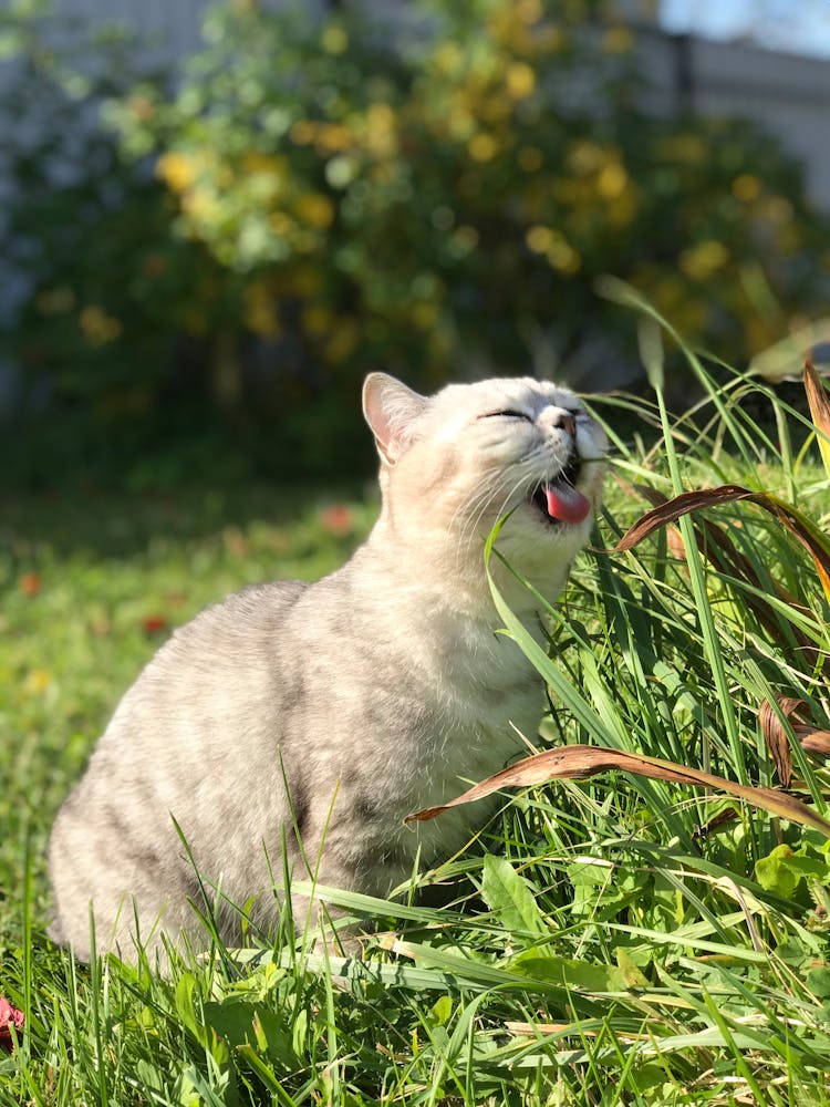 Cat Eating Grass Outdoors