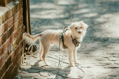 Cute white dog on street