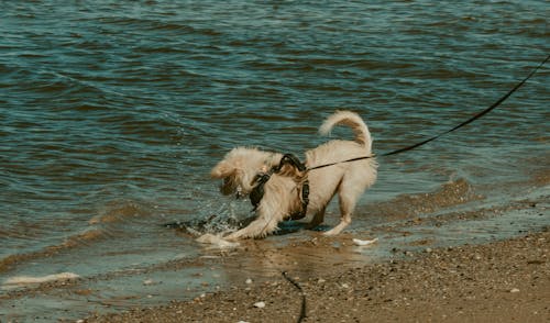 Full length of playful puppy on leash with white fur splashing in water near sandy beach in summer day in nature