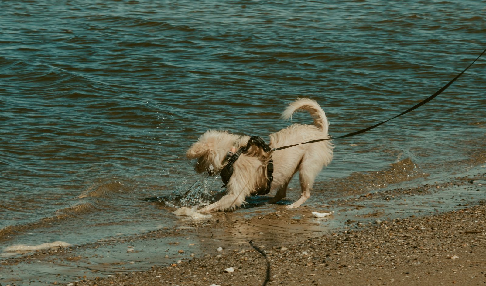 Dog near the designated dog-friendly beach area in Chicago