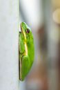 Green Frog on White Wall