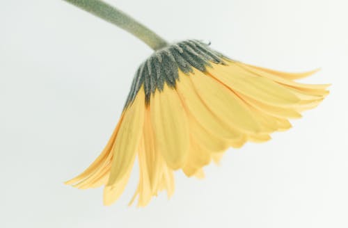 Photos gratuites de fermer, fleur jaune, flore