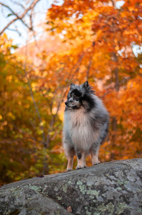 Free Black and White Long Coated Small Dog on Gray Rock Stock Photo