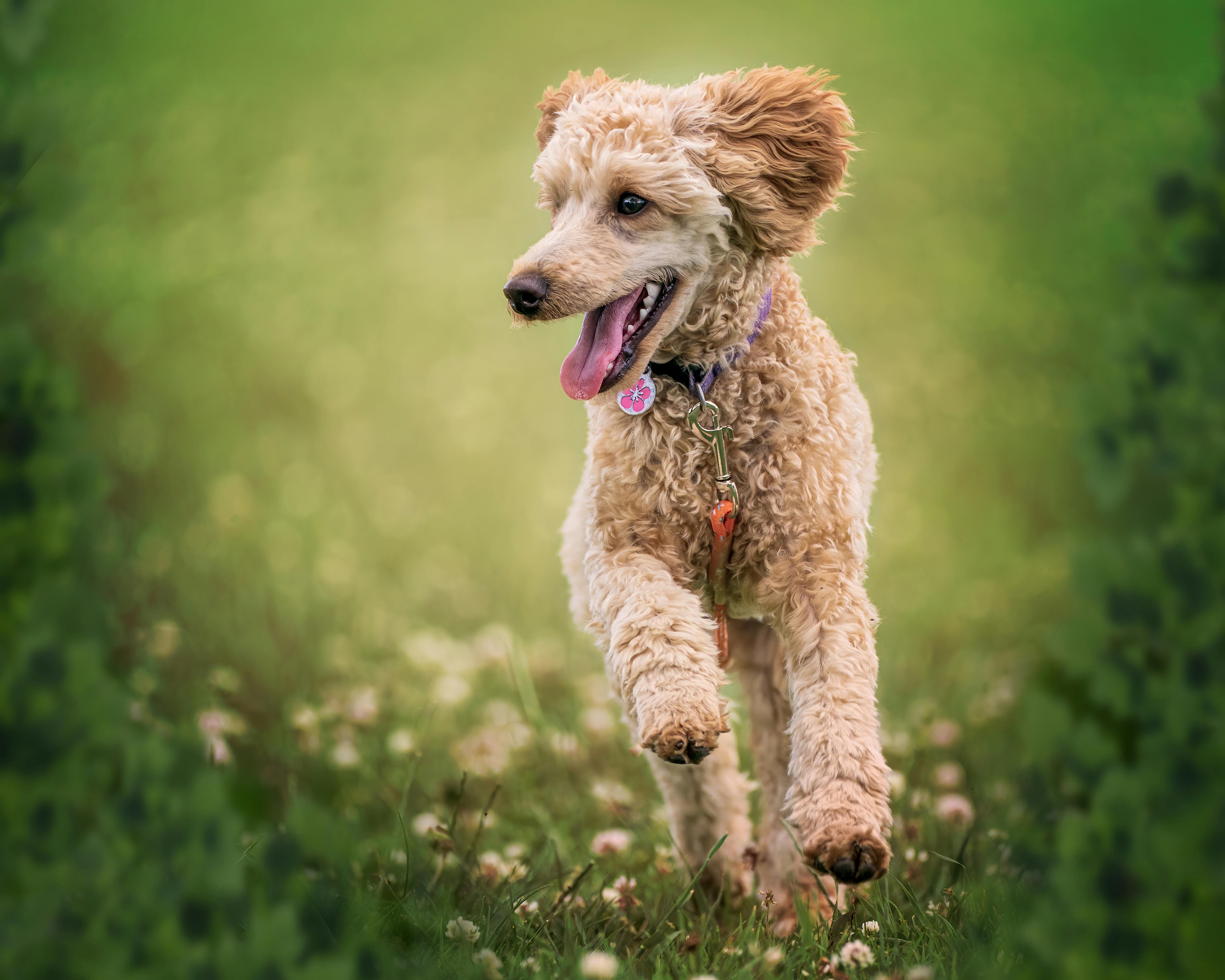Playful purebred dog running along grassy meadow in park · Free Stock Photo