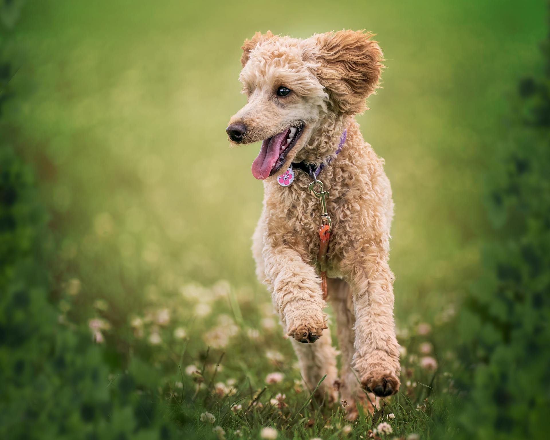 Adorable chien poodle à collier élégant courant sur l'herbe avec la langue dehors par une journée ensoleillée