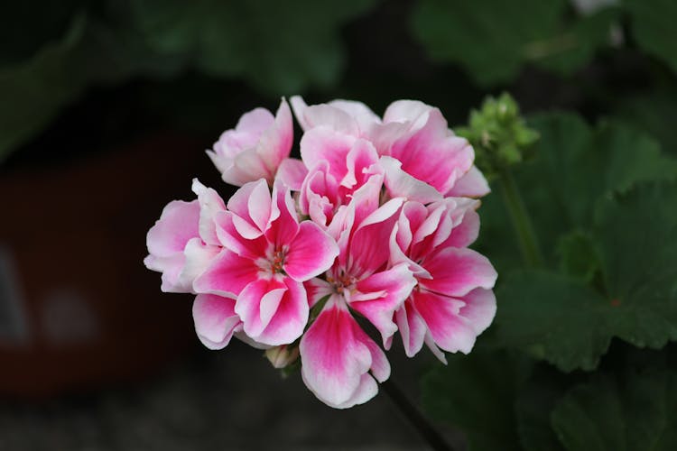 Close-up Of A Pink Geranium Flower