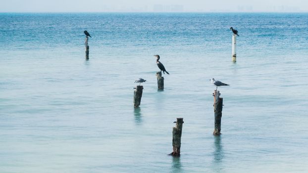 这幅鸟儿栖息在平静海水中的杆子上的宁静画面，非常适合自然和野生动物主题