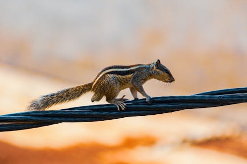 Kostenloses Stock Foto zu backenhörnchen, nagetier, nahansicht