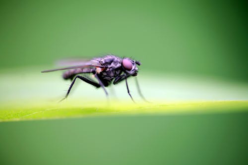 Δωρεάν στοκ φωτογραφιών με γκρο πλαν, έντομο, μακροφωτογράφιση