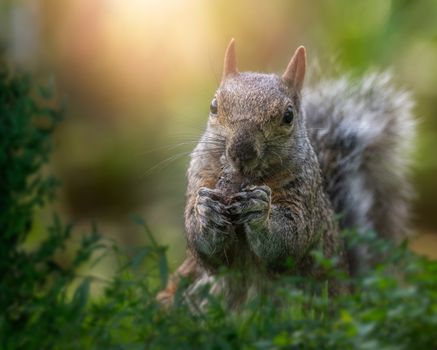 Adorable squirrel nibbling nut in park