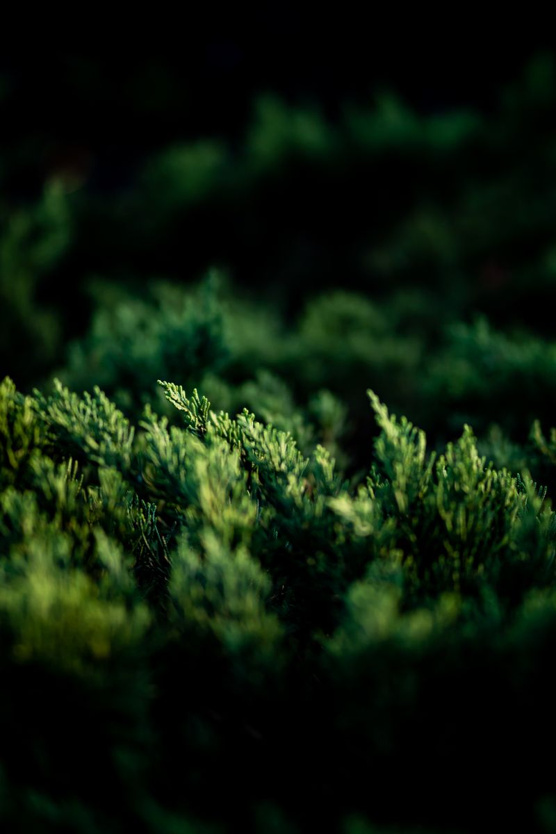 A close-up of vibrant green leaves with a artistic depth of field effect.