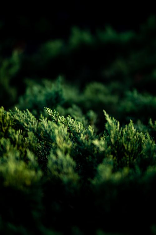Free A close-up of vibrant green leaves with a artistic depth of field effect. Stock Photo