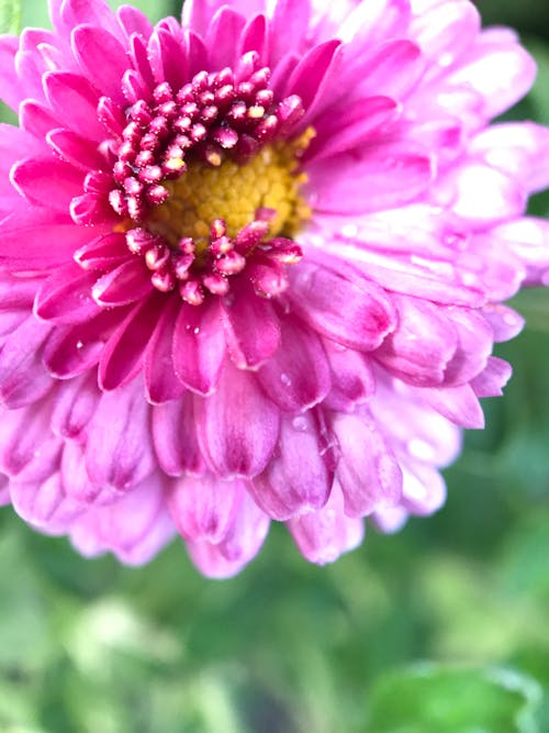 Základová fotografie zdarma na téma chryzantéma, detail, flóra