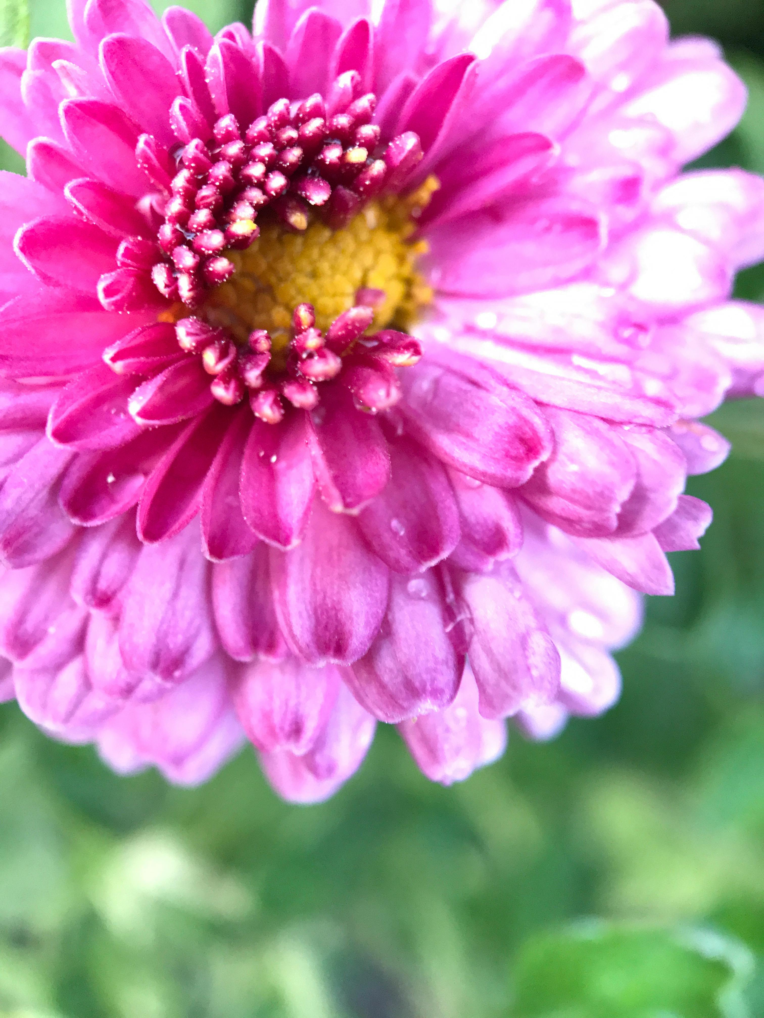 Chrysanthemum II · Free Stock Photo