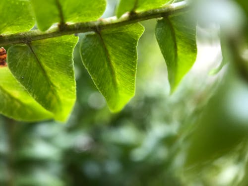 Close Up of Leaves on Twig