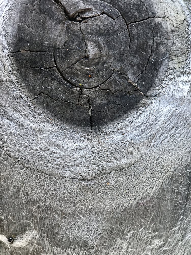 Close-up Of A Chopped Tree Trunk 