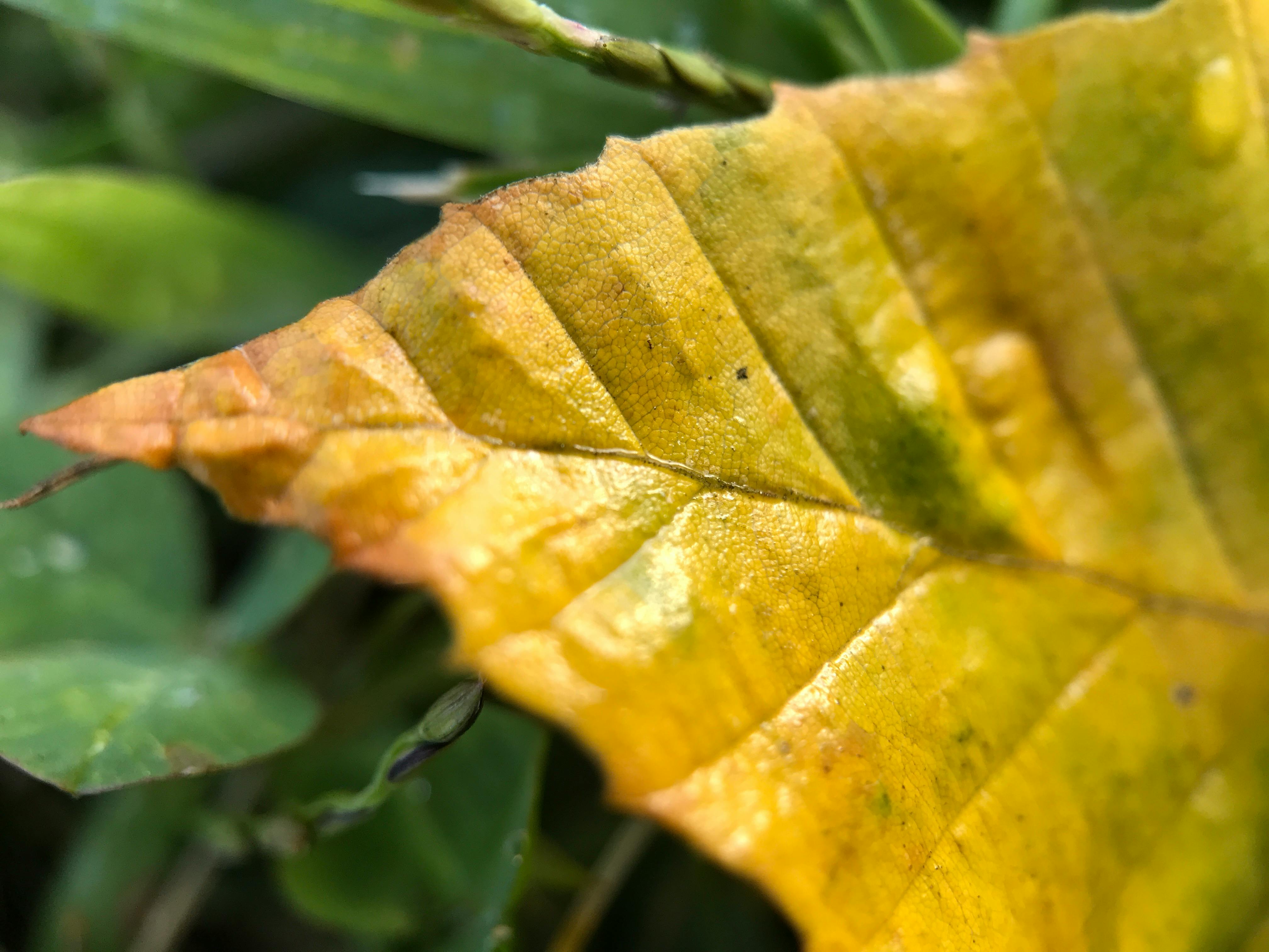 yellow leaf in close up photography