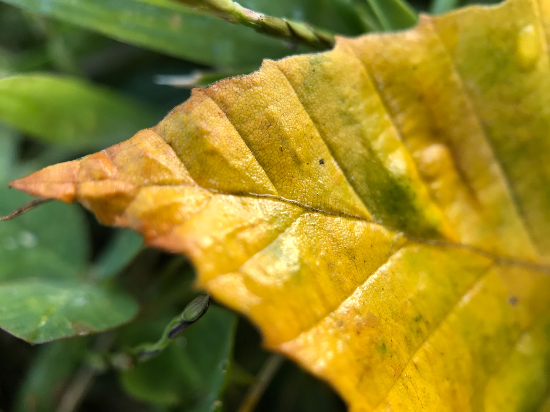 Macro shot of a wet yellow leaf in autumn, showcasing textured details and fall colors.