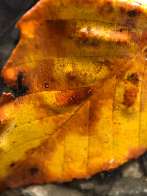 무료 가을, 단풍나무, 밝은의 무료 스톡 사진
