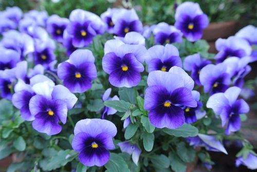 Free A close-up of vibrant purple pansies blooming in Mussoorie, showcasing nature's beauty. Stock Photo