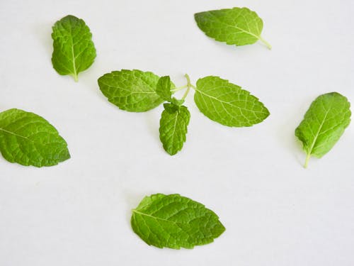 Green Leaves on White Surface
