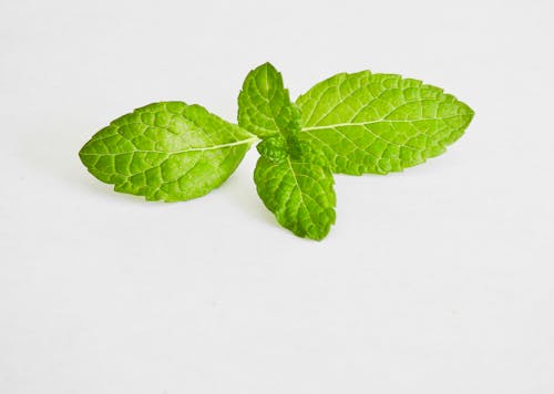 Free Close up of Mint Leaves Stock Photo