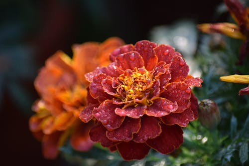 Free Red and Yellow Flower in Tilt Shift Lens Stock Photo