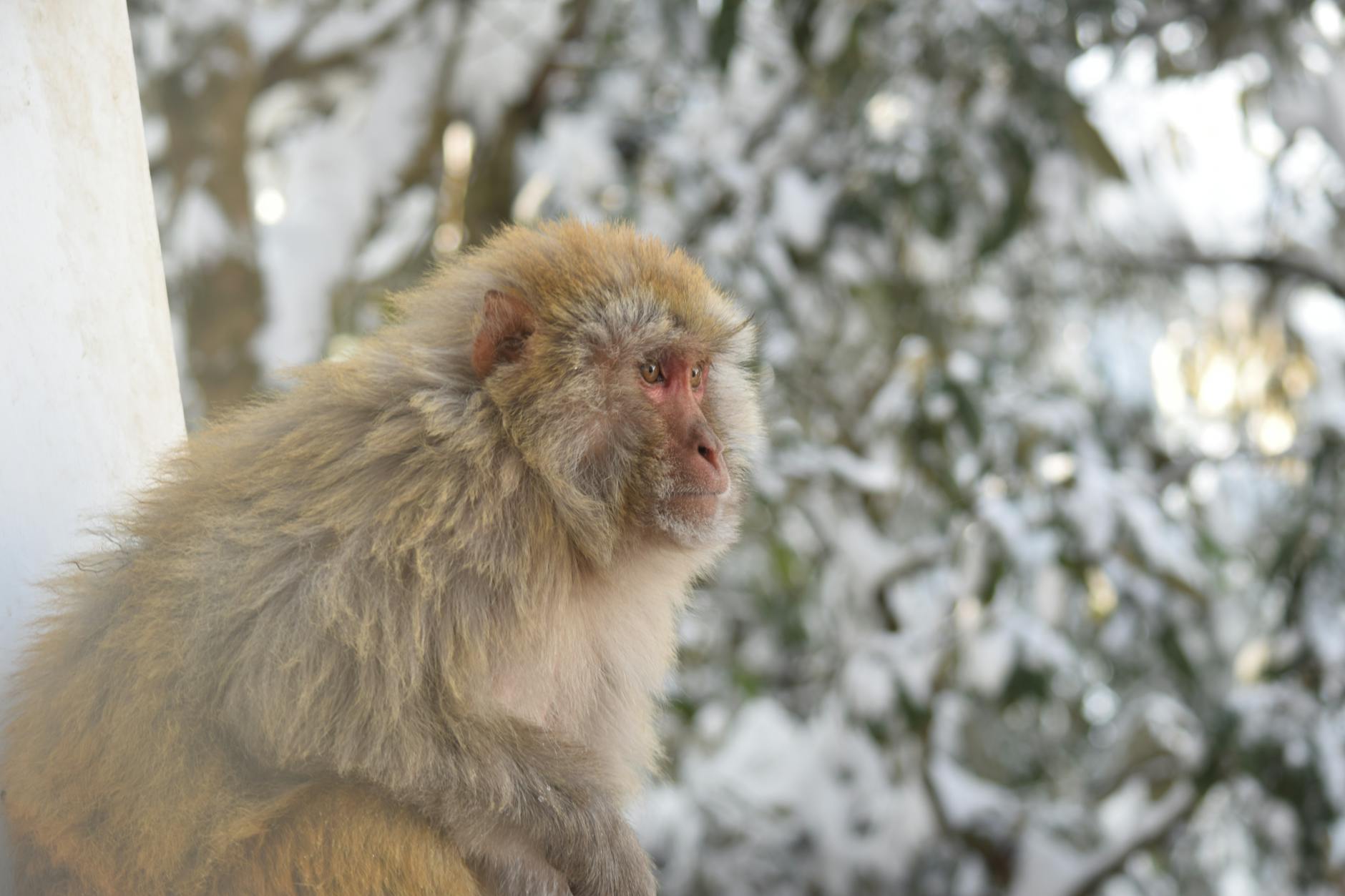 Brown Monkey Sitting on Snow