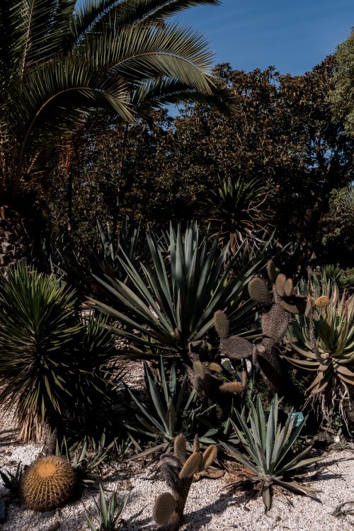 Free Cacti and lush palm trees in a Moroccan garden, showcasing exotic desert vegetation. Stock Photo