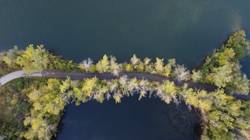 Základová fotografie zdarma na téma kopírování, krajina, les