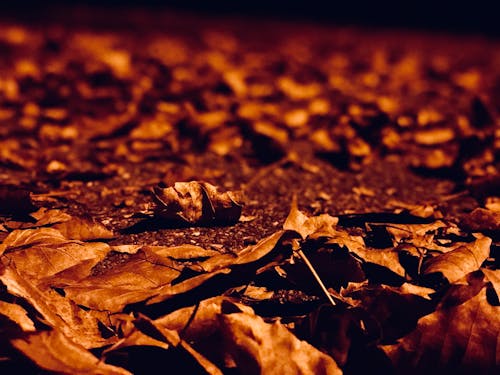 Brown Dried Leaves on the Ground
