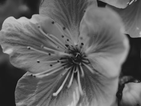 这张黑白特写照片捕捉了盛开的樱花，展现了其精致的花瓣与纹理