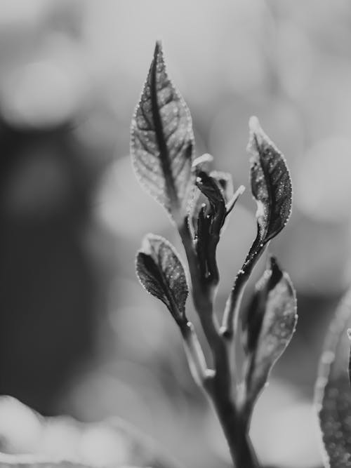 Free Grayscale Photo of a Stem with Leaves Stock Photo