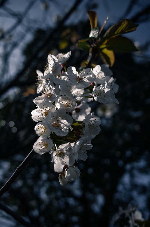 Photos gratuites de arbre, blanc, bourgeons