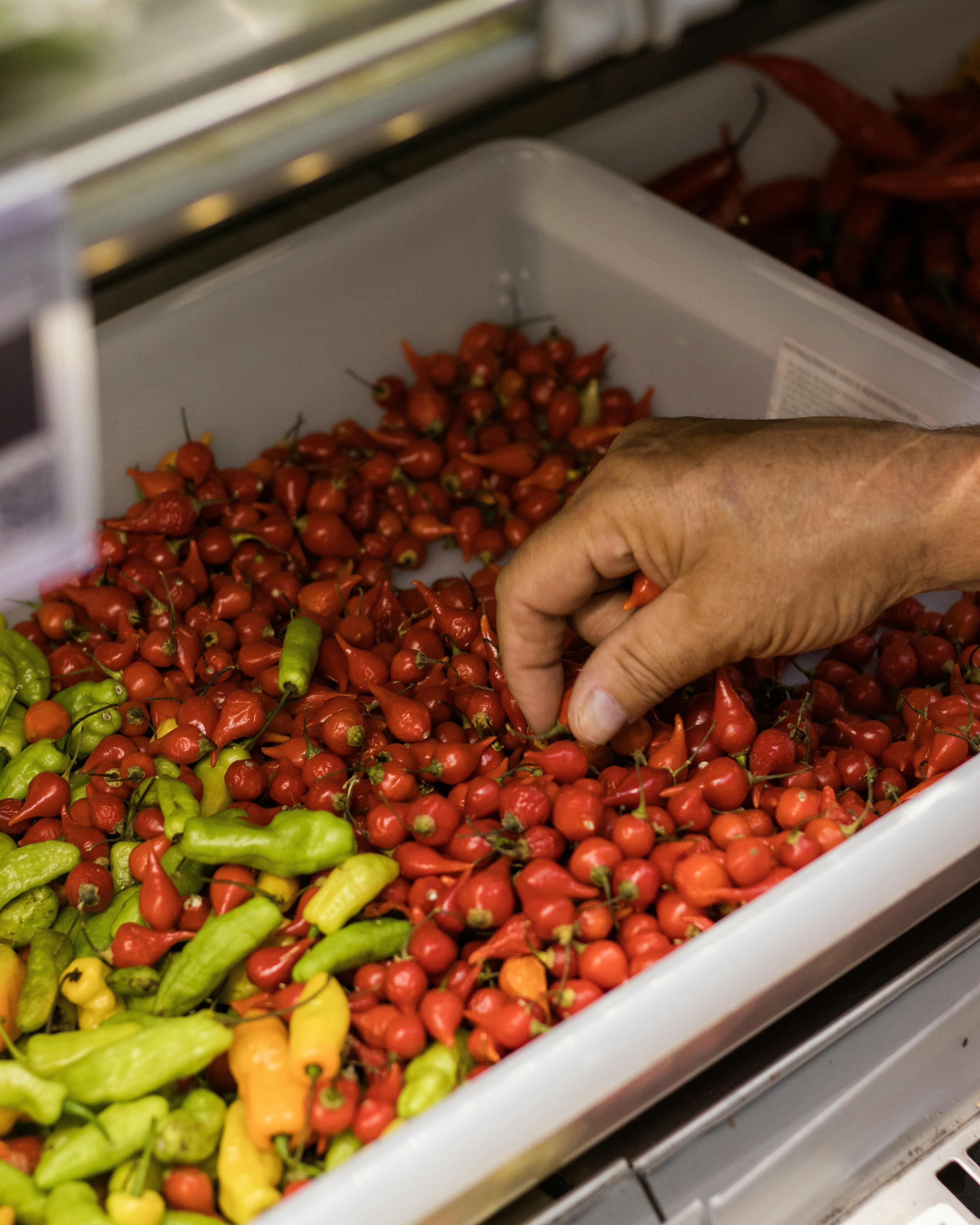 Traditional Brazilian hot peppers including bright red malagueta and golden pimenta biquinho peppers arranged with a bottle of dendê palm oil
