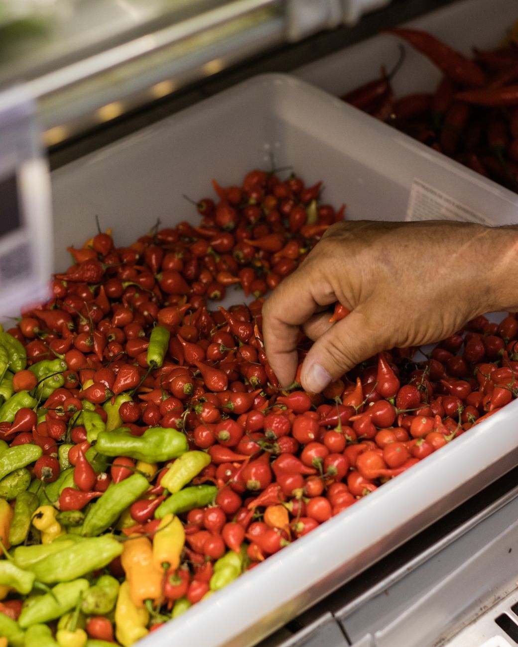 Traditional Brazilian hot peppers including bright red malagueta and golden pimenta biquinho peppers arranged with a bottle of dendê palm oil
