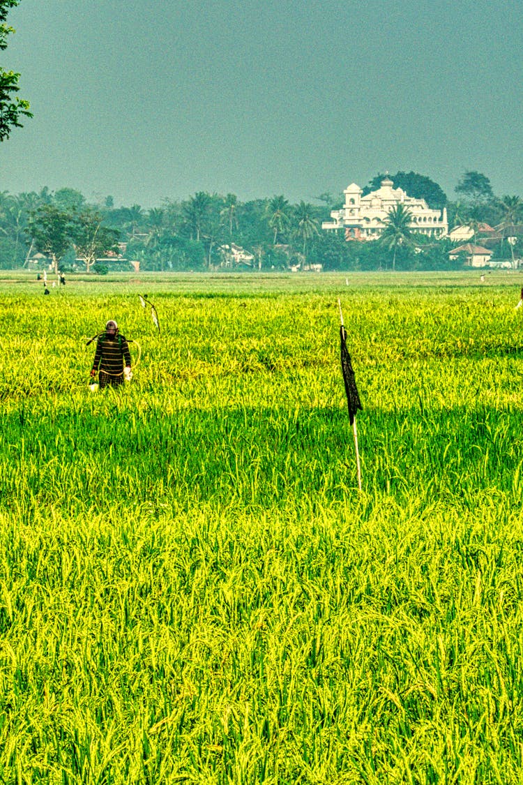 Farmer Walking On Rice Field