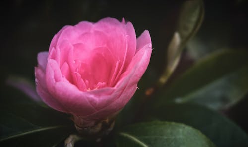 Free Close Up Photo of a Pink Flower  Stock Photo