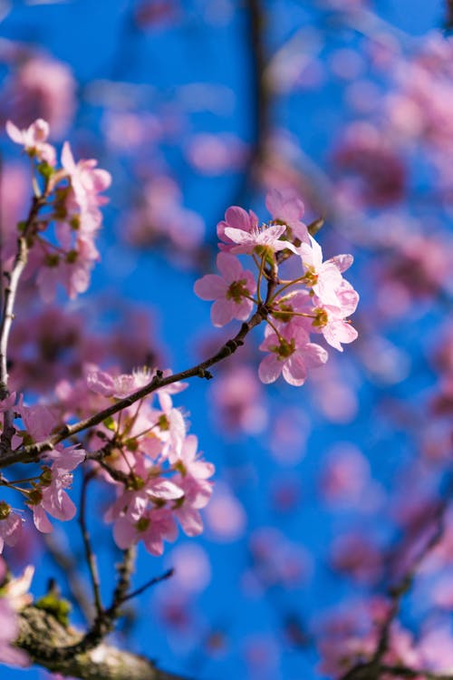 Free Close Up Photo of Cherry Blossoms
 Stock Photo