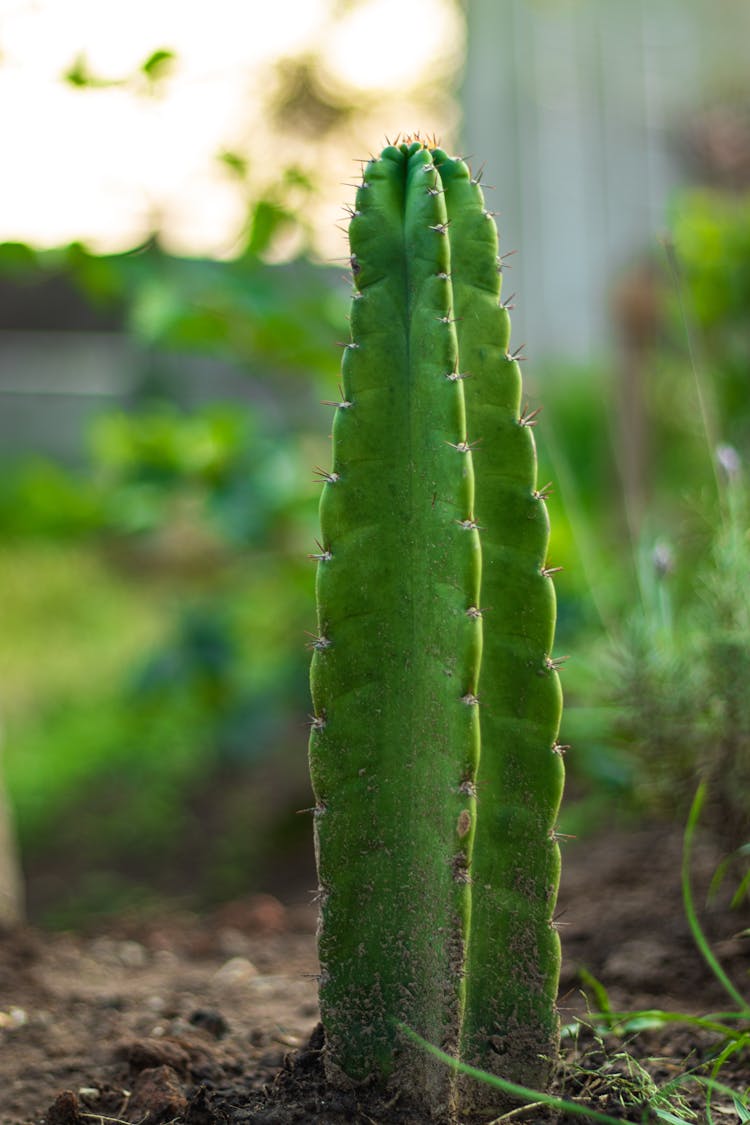 Green San Pedro Cactus Plant 